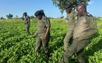 Réinsertion en milieu pénitentiaire : un partenariat pour renforcer l’agriculture