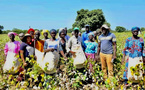 Dr. Mabouba Diagne déclenche l’offensive coton à l’est du sénégal
