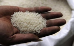 Prix du riz brisé : l’État sénégalais fixe le kilo à 300 F CFA à Dakar