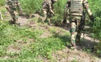 SÉCURITÉ : Un militaire tombe lors d'une opération anti-drogue en Zone 5 (Casamance)