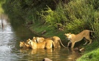 BIODIVERSITÉ : La population de lions a plus que doublé au Parc Niokolo-Koba