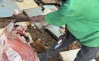 Guédiawaye : interpellation d’un individu après une tentative de cuisiner un chien