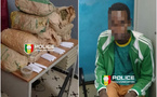 Sécurité &amp; Lutte contre le trafic de drogue : La Police Nationale saisit 13 kg de chanvre indien à Ziguinchor