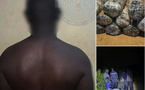 Lutte contre le trafic de stupéfiants : La gendarmerie saisit 360 kg de chanvre indien sur le littoral de Mbodiène