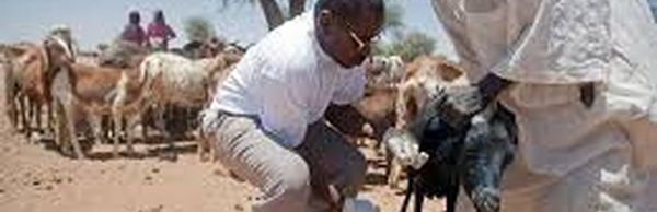 Kaolack: 10 cas de fièvre de la vallée du Rift et 337 cas de dengue détectés en octobre