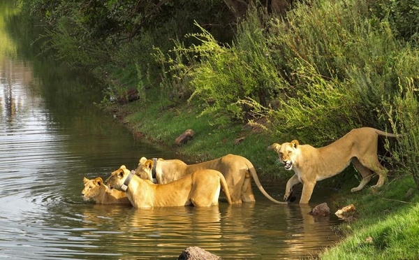 BIODIVERSITÉ : La population de lions a plus que doublé au Parc Niokolo-Koba