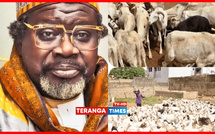 Médina Baye : L’Imam Cheikh Tidiane Aliou Cissé offre 700 béliers aux nécessiteux