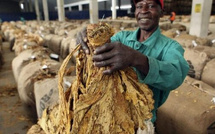 Tabac : Le Zimbabwe franchit les 300 millions de kilos et dépasse le milliard de dollars de revenus