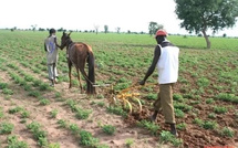 Meurtre à Kaffrine – Un cultivateur tué à coups de hache par son propre frère