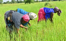 FRSP – 230 milliards pour la résilience alimentaire : le Sénégal engage une révolution agricole jusqu’en 2030