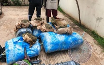 Lutte contre le trafic de drogue: 243 kg de chanvre indien saisis à Thiaroye-sur-Mer