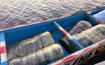 Trafic de drogue dans le Saloum : près d’une tonne de chanvre saisie par les Douanes de Fimela