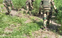 SÉCURITÉ : Un militaire tombe lors d'une opération anti-drogue en Zone 5 (Casamance)