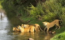 BIODIVERSITÉ : La population de lions a plus que doublé au Parc Niokolo-Koba