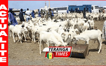 Tabaski 2026: l’État sénégalais rassure sur l’approvisionnement en moutons
