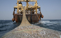 Économie &amp; Secteur Halieutique : Licences de pêche démersale côtière : Le GAIPES dénonce une « forfaiture maquillée » et exige le retrait immédiat de l'arrêté ministériel