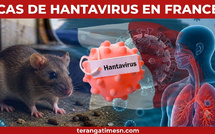 Santé: Un cas de hantavirus détecté chez un touriste ayant transité par la France et désormais isolé en Espagne