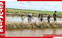 À Djibélor, les semences qui doivent sauver le riz de Casamance