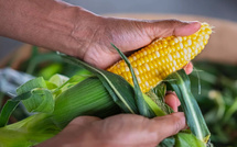 Agriculture: la récolte de maïs en France chute de près de 50 % en 2026